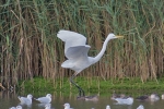 GWE_-_KoB_11_Oct_2016_28229.jpg