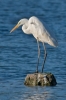 Filename=GWE_-_KoB_19_Nov_2016.jpg
Filesize=93KiB
Dimensions=400x600
Date added=Nov 21, 2016 GWE_-_KoB_19_Nov_2016.jpg