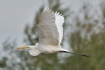 GWE_-_KoB_19_Oct_2016.jpg