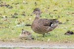 Gadwall_-_KoB_2_Jul_2013.jpg