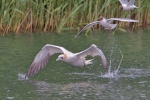 Gannet_-_KoB_18_Jun_2016_28329.jpg