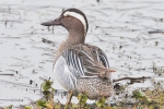 Garganey_-_KoB_16_Apr_2015_28129.jpg