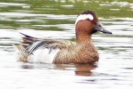 Garganey_-_KoB_1_Jun_2012_(1).jpg