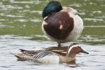 Garganey_-_KoB_1_Jun_2012_(2).jpg