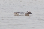 Garganey_-_KoB_27_Mar_2014_28129.jpg