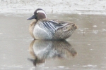 Garganey_-_KoB_27_Mar_2014_28229.jpg