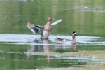 Filename=Garganey_-_KoB_9_Jun_2016_28229.jpg
Filesize=95KiB
Dimensions=600x400
Date added=Jun 09, 2016 Garganey_-_KoB_9_Jun_2016_28229.jpg