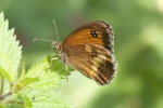 Gatekeeper_-_KoB_11_Jul_2011.jpg