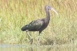 Glossy_Ibis_-_Frampton_14_Jul_2014_281_29.jpg