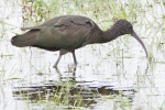 Glossy_Ibis_-_Frampton_19_Jun_2014_28329.jpg