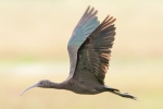 Glossy_Ibis_-_Frampton_19_Jun_2014_28429.jpg