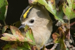 Goldcrest_-_Donna_Nook_15_Oct_2013.jpg