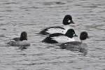 Goldeneye_-_KoB_7_Jan_2013.jpg