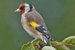 Goldfinch_-_Brixham_7_Sep_2011_(1).jpg