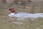 Goosander_-_Kirkstead_Bridge_25_Feb_2013_28129.jpg