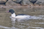 Goosander_-_Kirkstead_Bridge_25_Feb_2013_28229.jpg