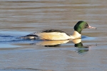 Goosander_-_KoB_8_Dec_2012.jpg