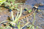 Grass_Snake_-_KoB_23_Apr_2015.jpg