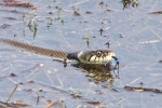 Grass_Snake_-_KoB_2_Apr_2016_28129.jpg