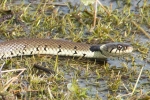 Grass_Snake_-_KoB_2_Apr_2016_28329.jpg