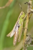 Grasshopper_-_KoB_31_Aug_2012.jpg