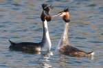 Great_Crested_Grebe_-_KoB_19_Mar_2012_(1).jpg