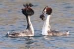 Great_Crested_Grebe_-_KoB_19_Mar_2012_(2).jpg