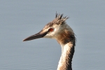 Great_Crested_Grebe_-_KoB_9_Aug_2012.jpg