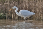 Filename=Great_White_Egret_-_KoB_12_Jan_2012.jpg
Filesize=85KiB
Dimensions=600x400
Date added=Jan 12, 2012 Great_White_Egret_-_KoB_12_Jan_2012.jpg