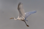 Filename=Great_White_Egret_-_KoB_2_Dec_2011_(1).jpg
Filesize=74KiB
Dimensions=600x400
Date added=Dec 02, 2011 Great_White_Egret_-_KoB_2_Dec_2011_(1).jpg
