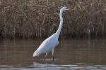 Filename=Great_White_Egret_-_KoB_2_Dec_2011_(2).jpg
Filesize=77KiB
Dimensions=600x400
Date added=Dec 02, 2011 Great_White_Egret_-_KoB_2_Dec_2011_(2).jpg