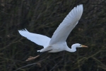 Filename=Great_White_Egret_-_KoB_30_Dec_2011.jpg
Filesize=84KiB
Dimensions=600x400
Date added=Dec 30, 2011 Great_White_Egret_-_KoB_30_Dec_2011.jpg