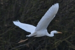 Great_White_Egret_-_KoB_30_Dec_2011.jpg