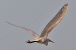 Filename=Great_White_Egret_-_KoB_7_Dec_2011_(1).jpg
Filesize=70KiB
Dimensions=600x400
Date added=Dec 07, 2011 Great_White_Egret_-_KoB_7_Dec_2011_(1).jpg