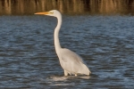 Filename=Great_White_Egret_-_KoB_7_Dec_2011_(2).jpg
Filesize=89KiB
Dimensions=600x400
Date added=Dec 07, 2011 Great_White_Egret_-_KoB_7_Dec_2011_(2).jpg