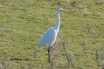 Filename=Great_White_Egret_-_KoB_7_Mar_2011_(1).jpg
Filesize=72KiB
Dimensions=600x400
Date added=Sep 13, 2011 Great_White_Egret_-_KoB_7_Mar_2011_(1).jpg