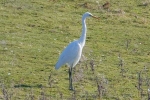 Great_White_Egret_-_KoB_7_Mar_2011_(1).jpg