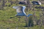 Filename=Great_White_Egret_-_KoB_7_Mar_2011_(2).jpg
Filesize=80KiB
Dimensions=600x400
Date added=Sep 13, 2011 Great_White_Egret_-_KoB_7_Mar_2011_(2).jpg