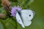 Green-veined_White_-_KoB_14_Jul_2012.jpg