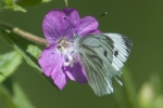 Green-veined_White_-_KoB_23_Jul_2012.jpg