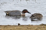 Filename=Green-winged_Teal_-_KoB_15_Apr_2013_28129.jpg
Filesize=102KiB
Dimensions=600x400
Date added=Apr 15, 2013 Green-winged_Teal_-_KoB_15_Apr_2013_28129.jpg