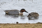 Green-winged_Teal_-_KoB_15_Apr_2013_28129.jpg