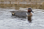 Filename=Green-winged_Teal_KoB_15_Apr_2013_28229.jpg
Filesize=98KiB
Dimensions=600x400
Date added=Apr 15, 2013 Green-winged_Teal_KoB_15_Apr_2013_28229.jpg