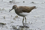 Green_Sandpiper_-_KoB_14_Sept_2012_(1).jpg