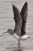 Green_Sandpiper_-_KoB_24_Sept_2012.jpg