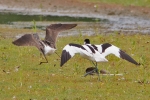 Filename=Greenshank_-_KoB_10_Jul_2013.jpg
Filesize=96KiB
Dimensions=600x400
Date added=Jul 10, 2013 Greenshank_-_KoB_10_Jul_2013.jpg