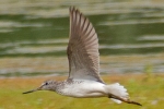 Filename=Greenshank_-_KoB_2_Jul_2013_28229.jpg
Filesize=94KiB
Dimensions=600x400
Date added=Jul 02, 2013 Greenshank_-_KoB_2_Jul_2013_28229.jpg