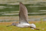 Greenshank_-_KoB_2_Jul_2013_28229.jpg