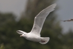 Filename=Herring_Gull_-_KoB_23_Jun_2012.jpg
Filesize=87KiB
Dimensions=600x400
Date added=Jun 23, 2012 Herring_Gull_-_KoB_23_Jun_2012.jpg
