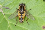 Hoverfly_-_KoB_23_Aug_2012.jpg